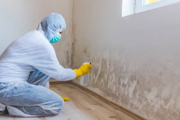 Licensed Mold Remediation service in Maywood, IL - WQB Mold Removal